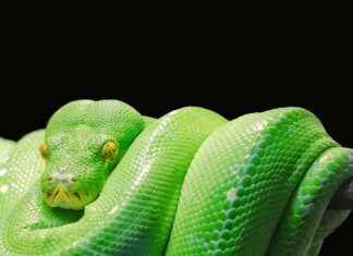 Czy sam Python wystarczy?